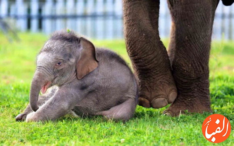 آخرین-وضعیت-بچه-فیل-ارم-و-گورخر-صفادشت