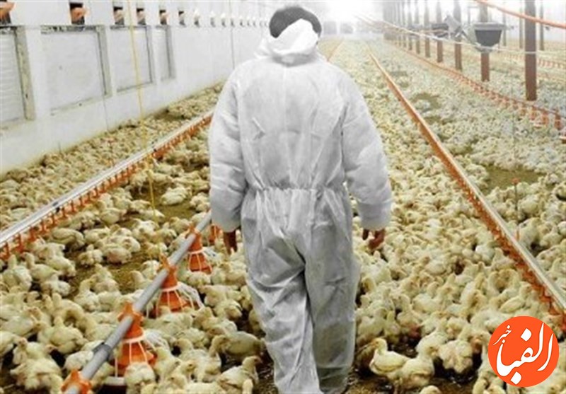 شیوع-آنفولانزای-مرغی-و-افزایش-قیمت-مرغ