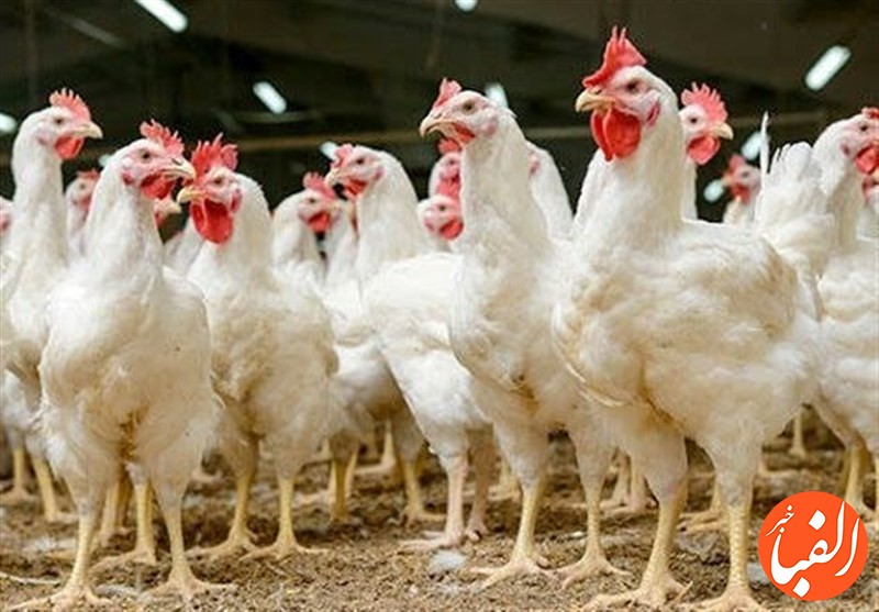 صادرات-۴-هزار-تن-گوشت-مرغ-در-سال-جاری