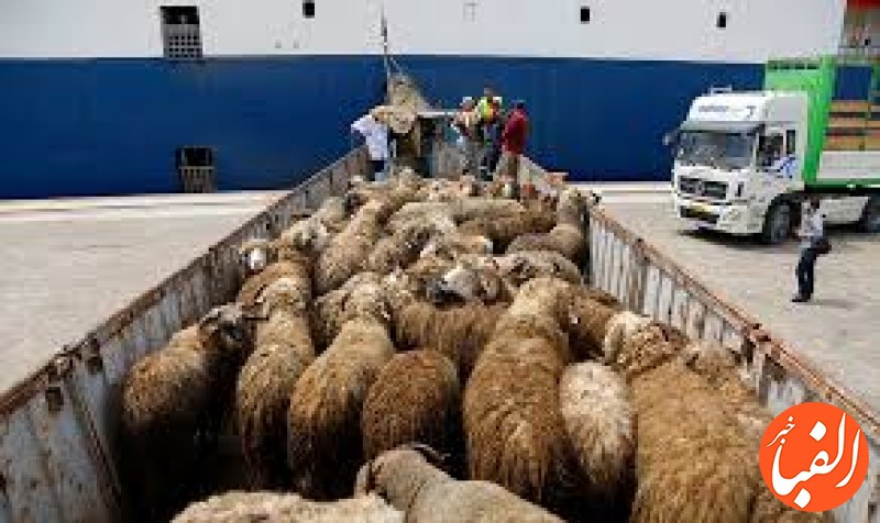 قیمت-گوسفند-زنده-و-گوشت-قرمز-اعلام-شد