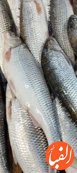 آخرین-قیمت-ماهی-در-بازار-ماهی-سفید-در-بازار-کیلویی-چند-شد