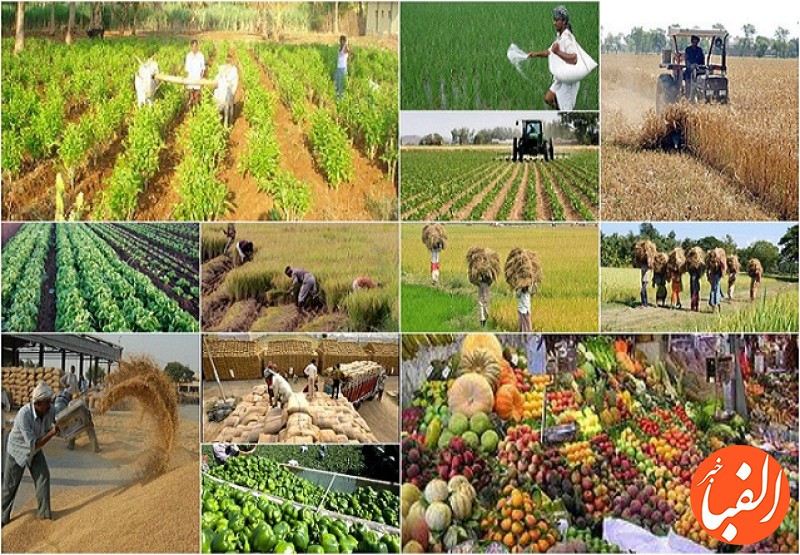 ۶۰-درصد-تولیدات-کشاورزی-در-زمین-های-کلاس-۳-و-۴-است