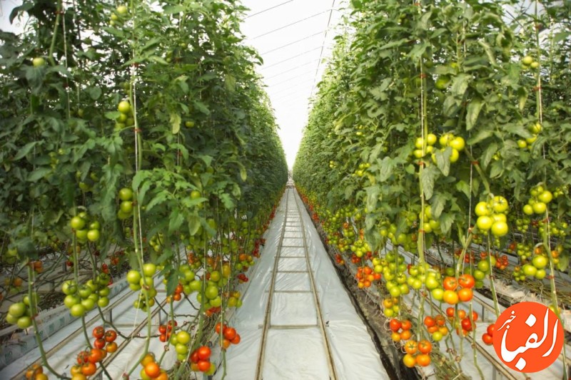 تولید-محصولات-کشاورزی-گلخانه-ای-به-۴-۳-میلیون-تن-رسید