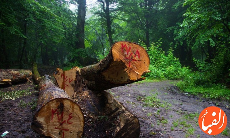 وجود-۱۱۵-هزار-متر-مربع-درخت-شکسته-و-افتاده-در-جنگل-های-کشور
