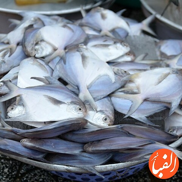 صید-ماهی-حلوا-سفید-در-آب-های-خوزستان-ممنوع-شد
