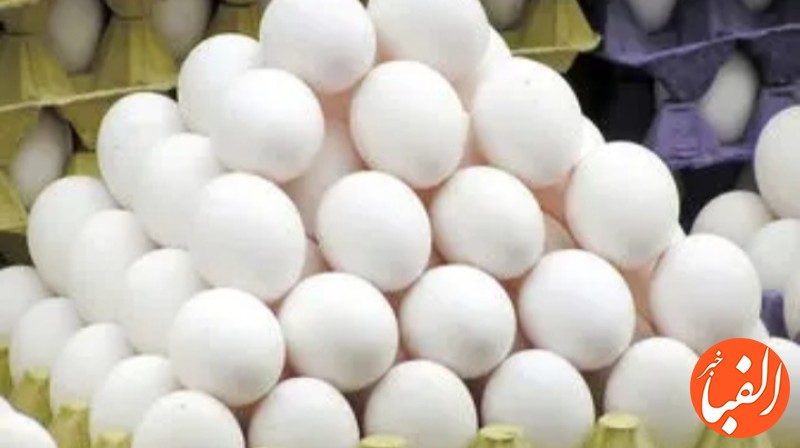 تکذیب-ممنوعیت-صادرات-تخم-مرغ-به-عراق