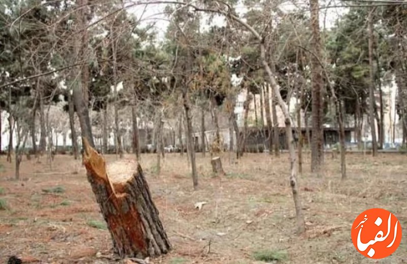 ورود-دادستانی-تهران-به-موضوع-خشک-شدن-درختان-چیتگر