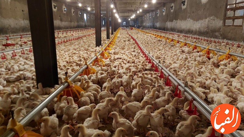 صنعت-مرغ-گلستان-بیمار-است-سیاست-های-ناکارآمد-جهاد-کشاورزی