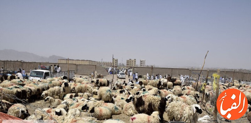 آخرین-خبر-درباره-قیمت-گوسفند-عید-قربان