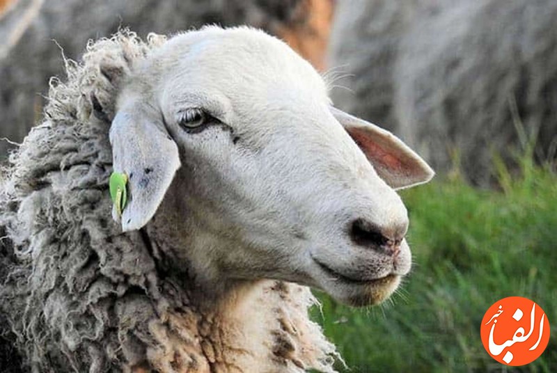 کاهش-قیمت-گوسفند-زنده-در-بازار